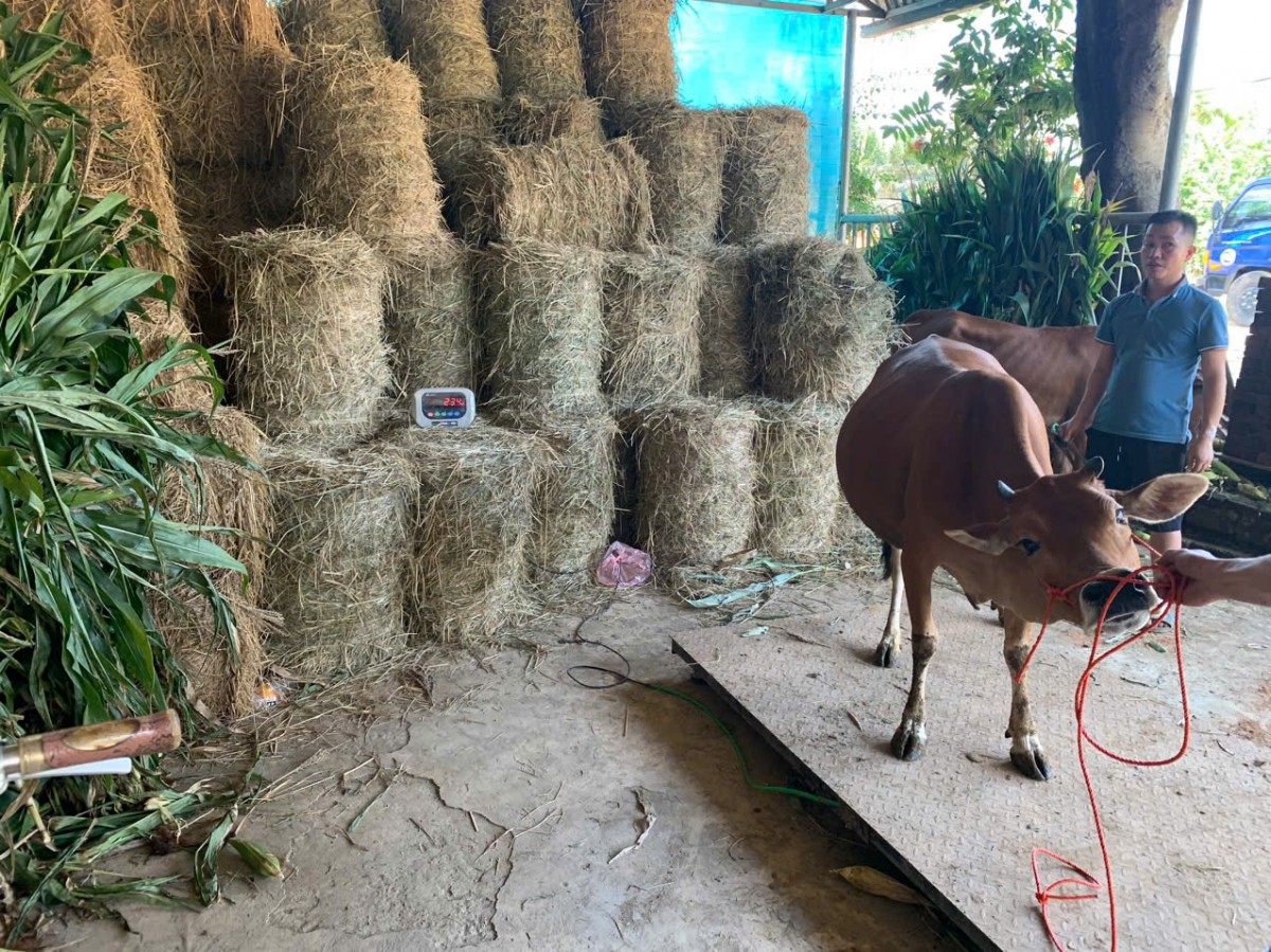 Mai Châu (Hòa Bình) phát huy nguồn lực giảm nghèo bền vững