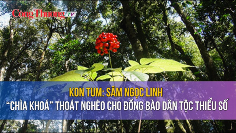 Kon Tum: Sâm Ngọc Linh - “Chìa khoá” thoát nghèo cho đồng bào dân tộc thiểu số